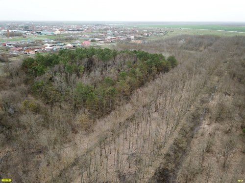 Посадки сосен и кленовая аллея в лесопарке Юбилейный (Теучежский район Адыгеи)
