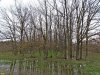 Памятник природы "Лесопарк Юбилейный" залит вешними водами