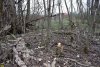 Памятник природы "Лесопарк Юбилейный" (Теучежский район Адыгеи): проблемы с границами и охраной ведут к браконьерским порубам 
