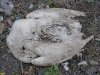 На "закрытую" свалку отходов в Калининском районе продолжают поступать отходы, в том числе биологические