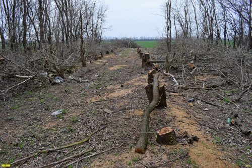 Безрадостная картина вырубки в Тутовом лесу возле ст.Роговской