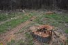 Пень тутового дерева. Вырубка в Тутовом лесу возле ст.Роговской