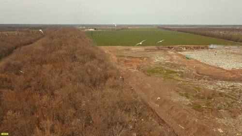 Красивые чайки над некрасивой территорией свалки в г.Тимашевске