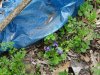 Первоцветы в лесополосе рядом с Тимашевской районной свалкой ТБО