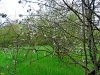 Природная территория Ильский Подкрепостной лес в весенних красках
