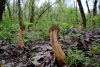 Сморчки в Ильском Подкрепостном лесу