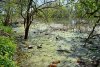 Затон Обрывной (старица реки Кубани) в районе дамбы на Зелёный остров