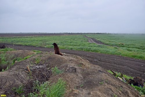 Одинокий "сторож" на несанкционированной свалке 
