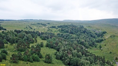 Лес в субальпийской зоне плато Лагонаки