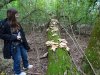 Инспекция ЭВСК Памятника природы "Дубовая роща" (Ленинградский район)