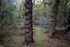 Памятник природы "Урочище Зелёная роща" (ст.Новоплатнировская, Ленинградский район)
