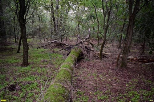 Памятник природы "Урочище Зелёная роща" (ст.Новоплатнировская, Ленинградский район)