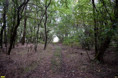 В урочище Зелёная роща (ст.Новоплатнировская) обитают зайцы-русаки, лисы, енотовидные собаки, много птиц и мелких грызунов