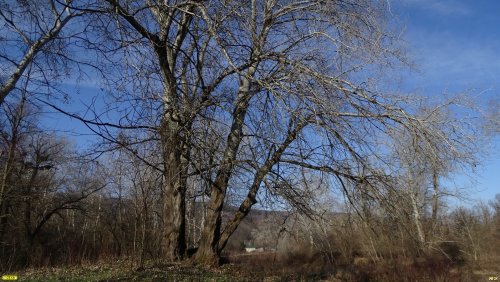 Гигантский тополь белый в пойме реки Убин (Ст.Азовская, северский район)