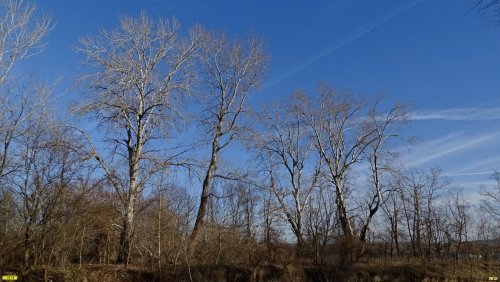 Роща тополя белого в пойме реки Убин (Ст.Азовская, Северский район)