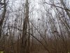 Роща тополя белого в пойме реки Убин (х.Воликов, Северский район)