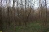 Кубанская зима в Роще тополя белого в пойме реки Убин (х.Воликов, Северский район)