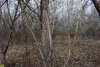 Восточно-Северский лес составляют тополь белый, дуб и некоторые другие породы деревьев