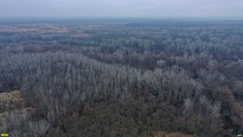 Роща тополя белого в пойме реки Убин, севернее за ж/д - Убинский лес (Северский район) 