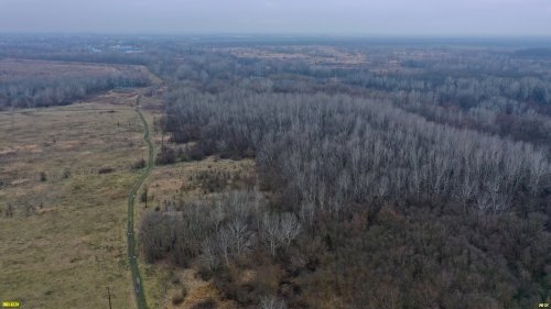 Роща тополя белого в пойме реки Убин, Восточно-Северский лес, станица Северская