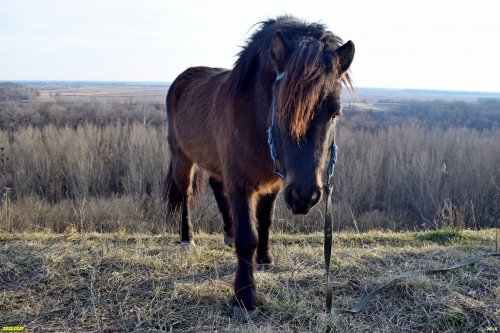 3_Высокий берег и пойма Лабы в Новолабинской