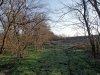 Северо-Чеконский лес