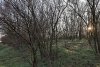 Северо-Чеконский лес