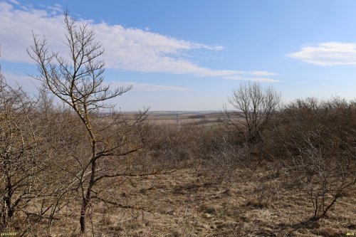 Чеконское редколесье