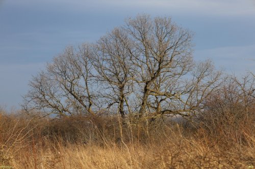 Красногорский лес