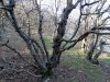 Зелёная зона в посёлке Большой Утриш