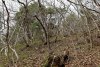 Зелёная зона (2) в селе Варваровка