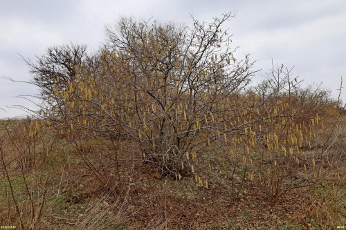 Курбацкий бугор
