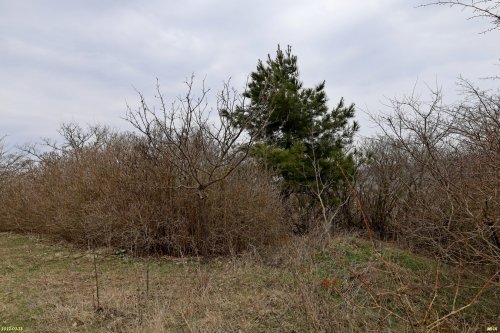 Курбацкий бугор