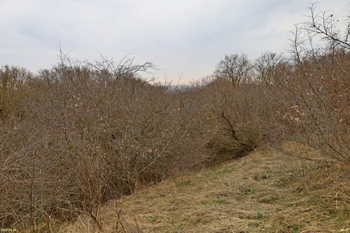 Курбацкая балка