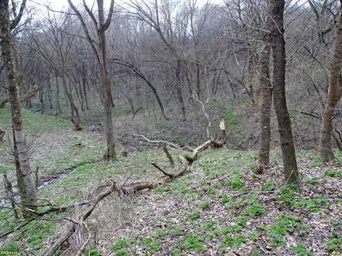 Курбацкий лес