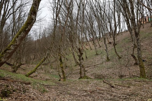 Кунпанов лес