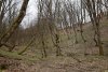 Кунпанов лес