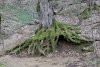 Кунпанов лес