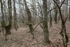 Зелёная зона в посёлке Заречье