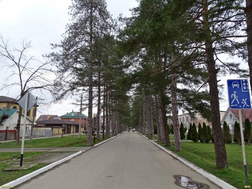 Зелёная зона Аллея 1000 сосен в Горячем Ключе