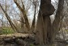 Псекупский лес в ст.Саратовской