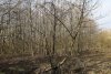 Потенциальная ООПТ в пойме реки Псекупс в пос.Приреченский