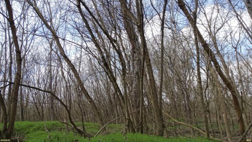 Зелёная зона в ст.Саратовской (1) в пойме реки Псекупс