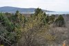 Северо-Кабардинский лес в с.Кабардинка
