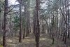Дообский лес в районе мыса Дооб
