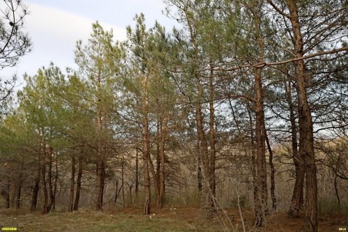 Долина реки Яшамба, Южный кластер