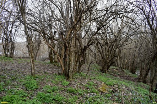 Зелёная зона в х.Горный (2)