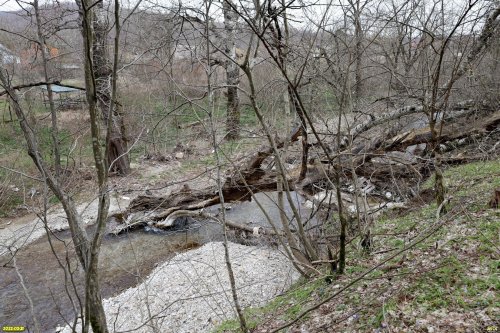 Горно-Баканский лес