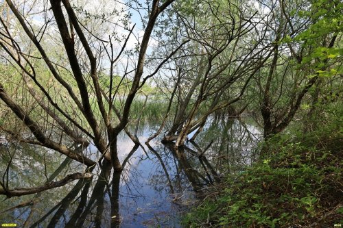 Зелёная зона в с.Владимировка (3) включает берега Владимировского водохранилища