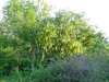 Восточно-Гайдукский лес